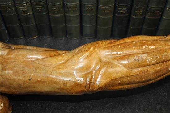 A plaster anatomical arm, 24.5in.